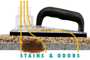 Professional carpet cleaner extracting pet urine stains and odors from deep within carpet layers.